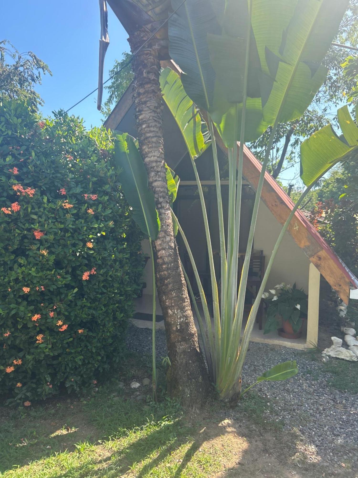 Ballena Oasis Homes & Glamping Uvita Eksteriør bilde