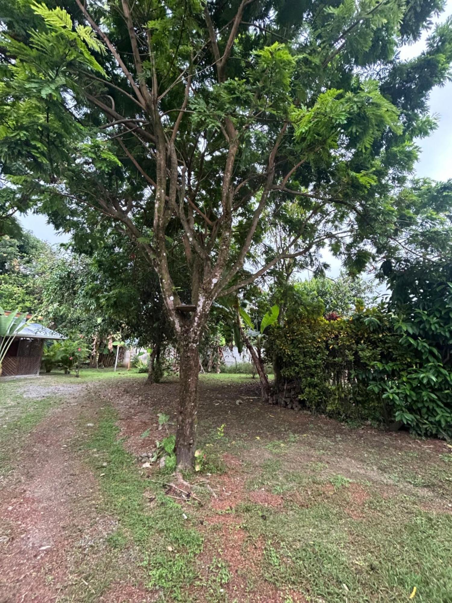 Ballena Oasis Homes & Glamping Uvita Eksteriør bilde